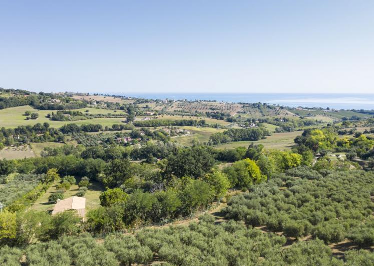 Image of Oliveto Estate