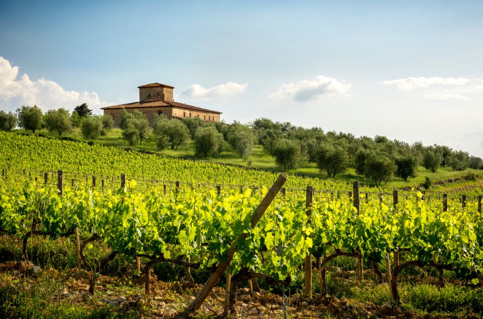 View over green vineyards.